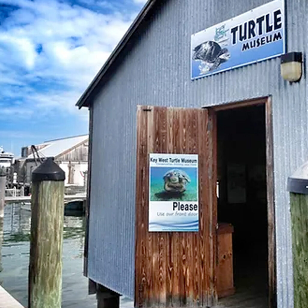 Turtle Museum turtle museum in key west 29