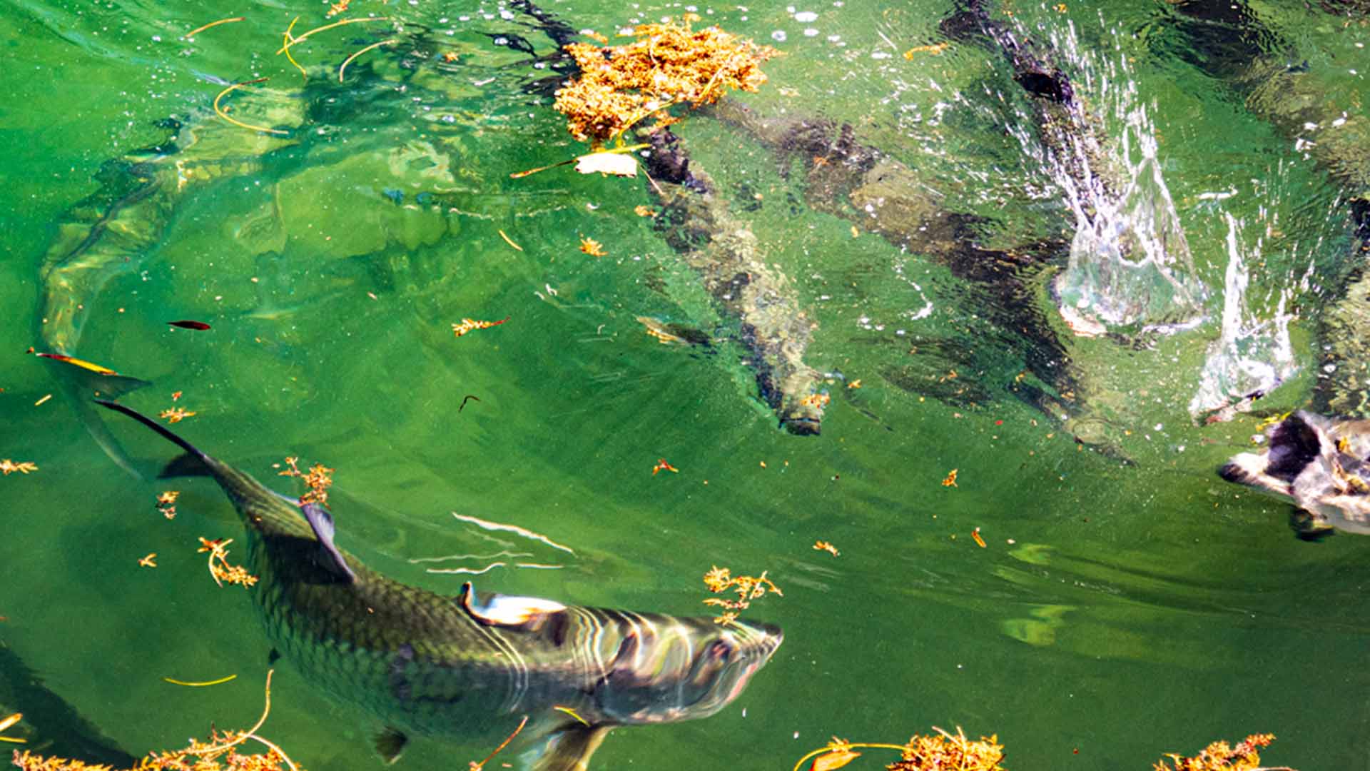 tarpons in key west