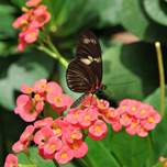 key-west-butterfly-conservatory