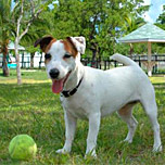 Key West Dog Park  77