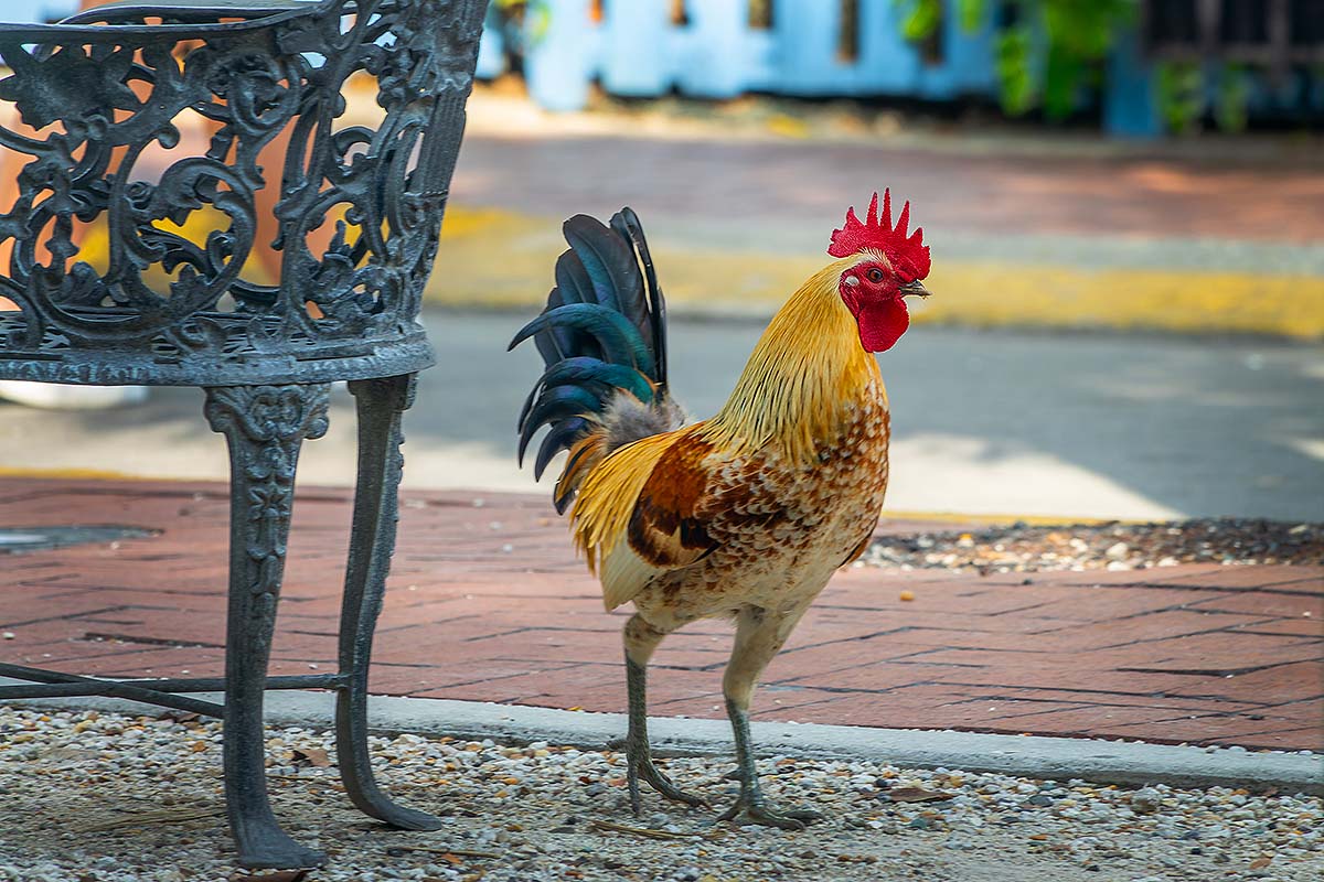 Hidden Gems in Key West